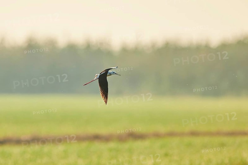 Black-winged stilt