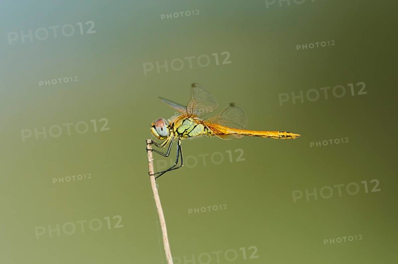 Red-veined darter