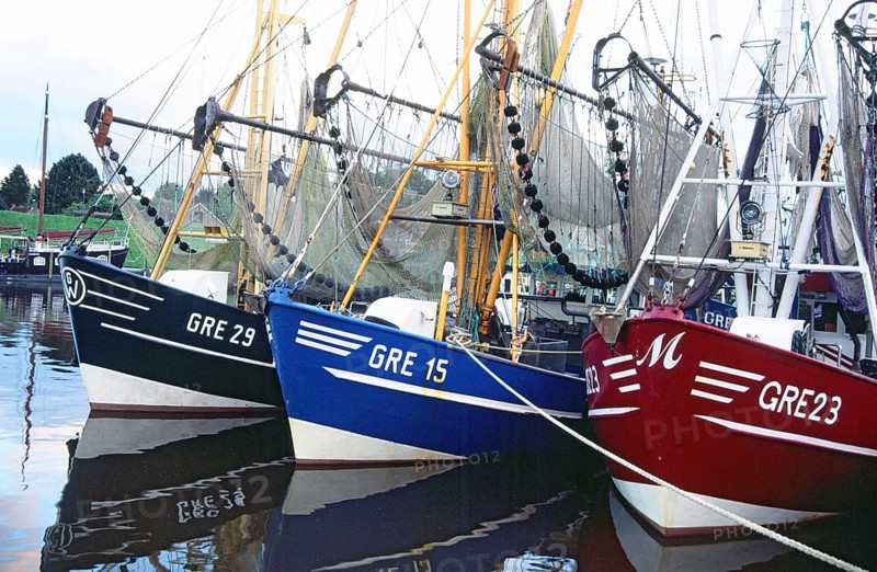 Crab cutter in row