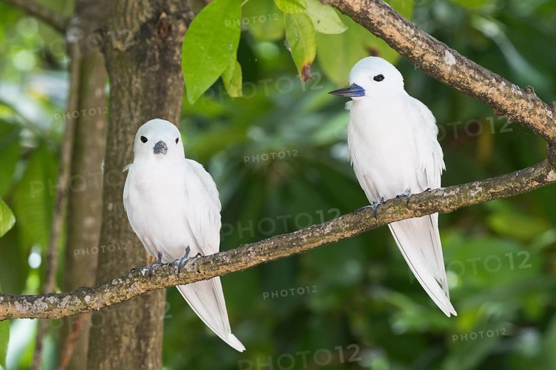 White terns