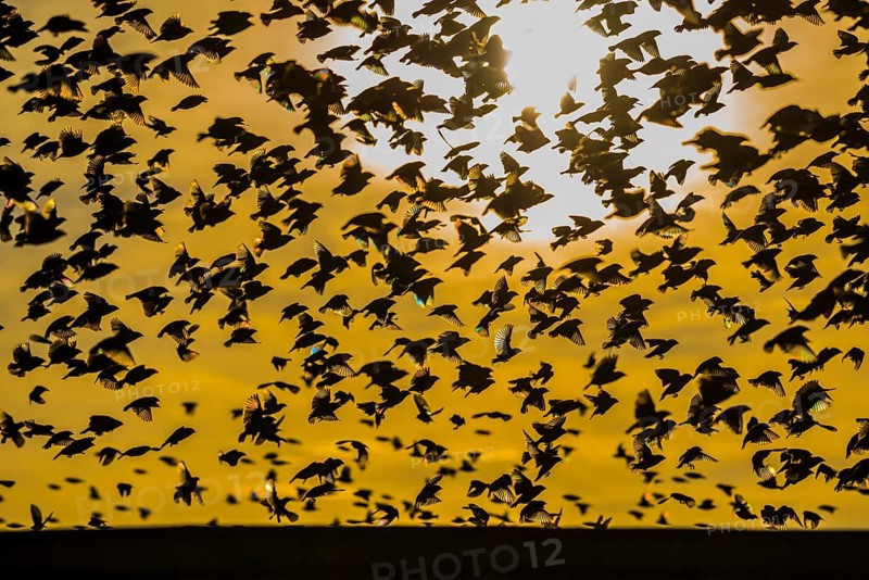 A mega flock of red-billed quelea