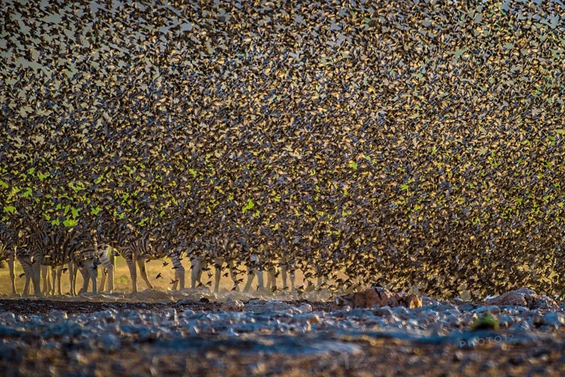 A mega flock of red-billed quelea