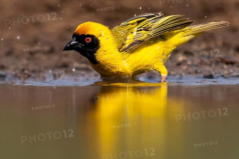 Southern masked weaver