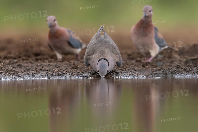 Ring-necked dove