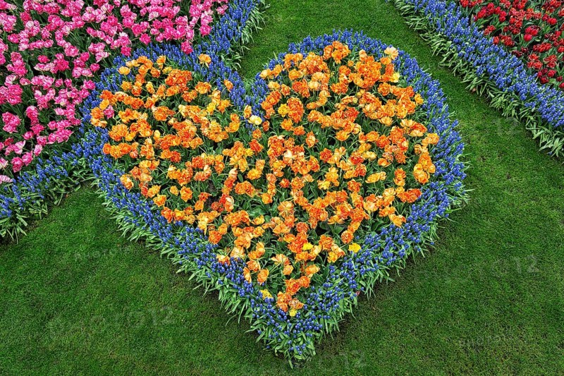 Heart