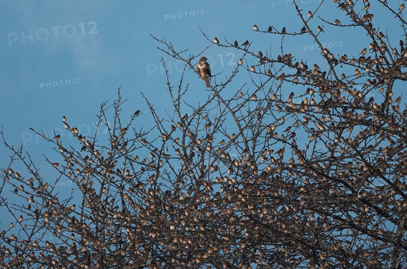 Brambling