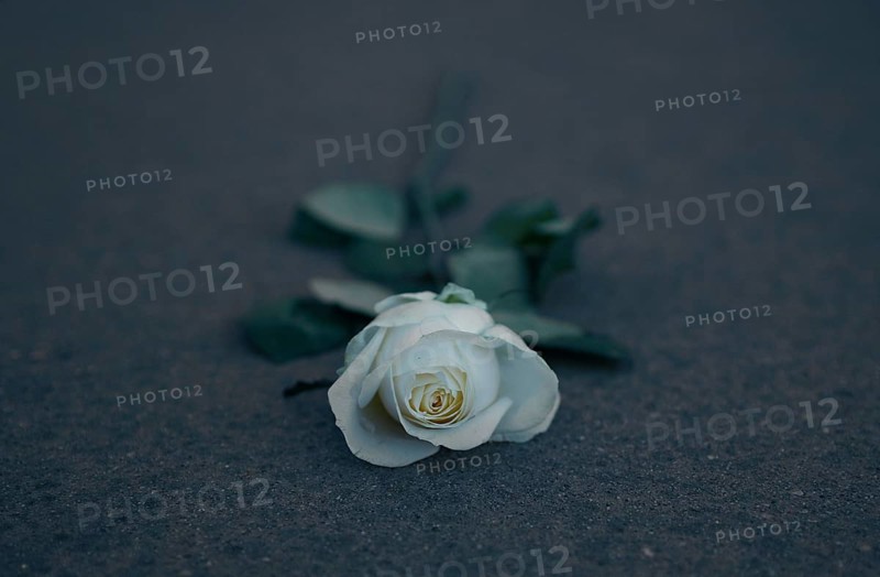 White Rose on a stele of the Holocaust Memorial