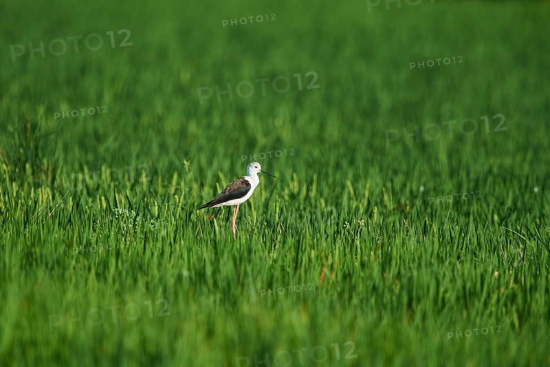 Black-winged stilt