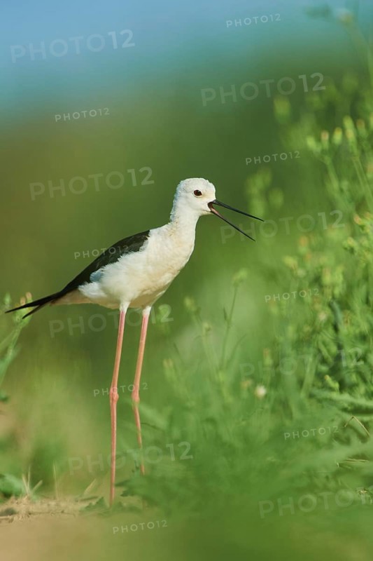 Black-winged stilt