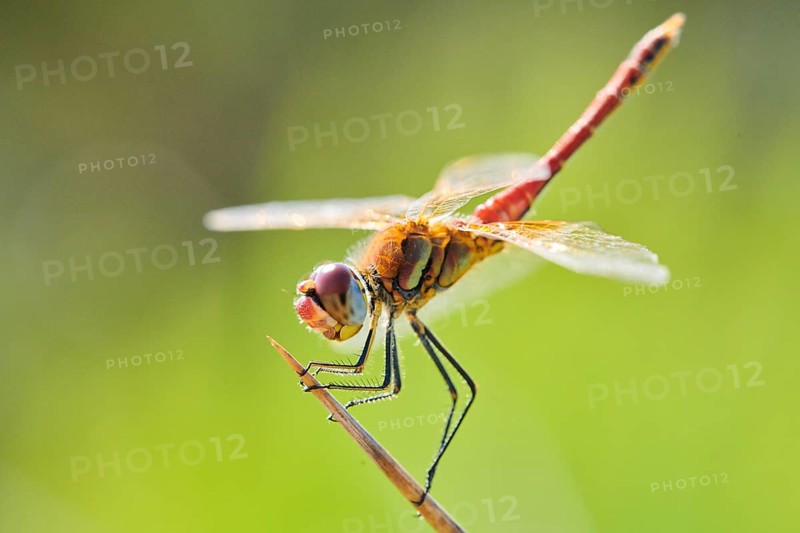 Red-veined darter