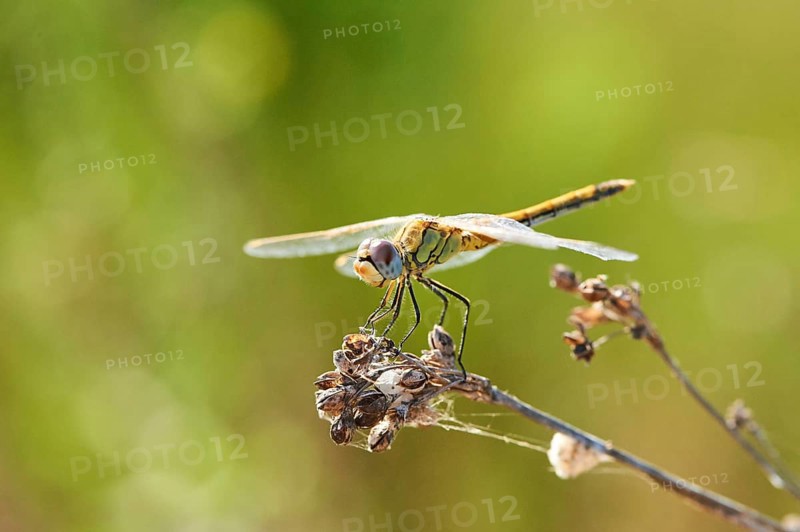 Red-veined darter