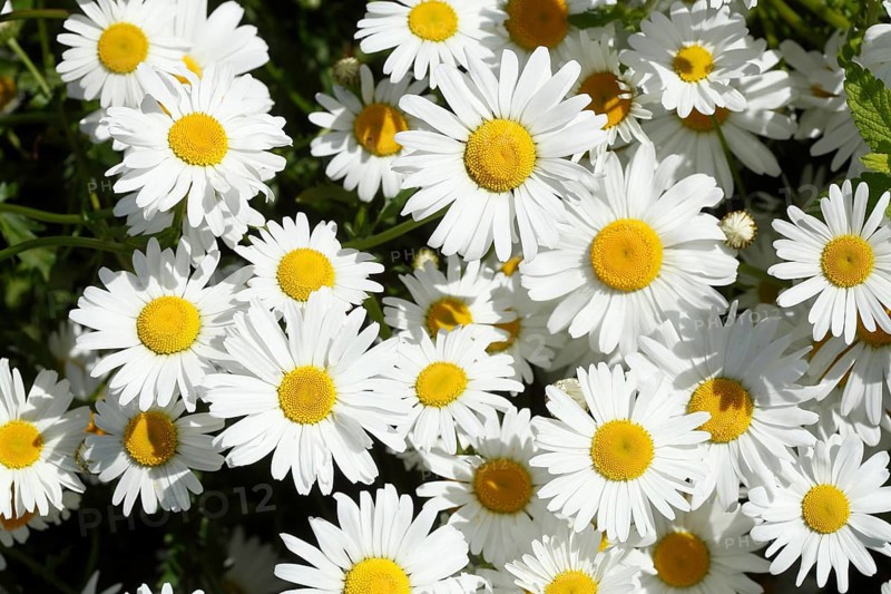 Marguerite