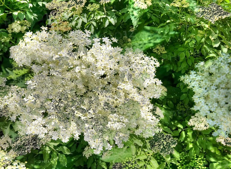Elder