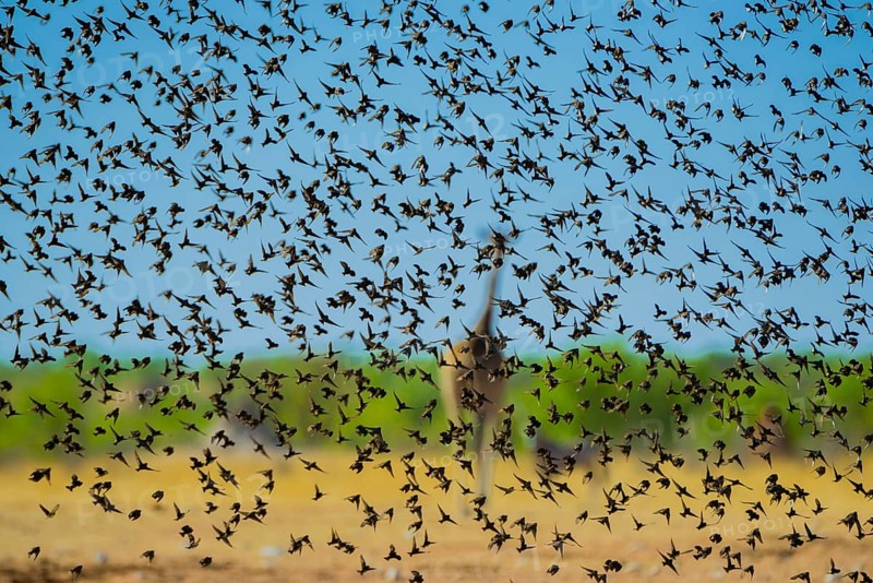 A mega flock of red-billed quelea