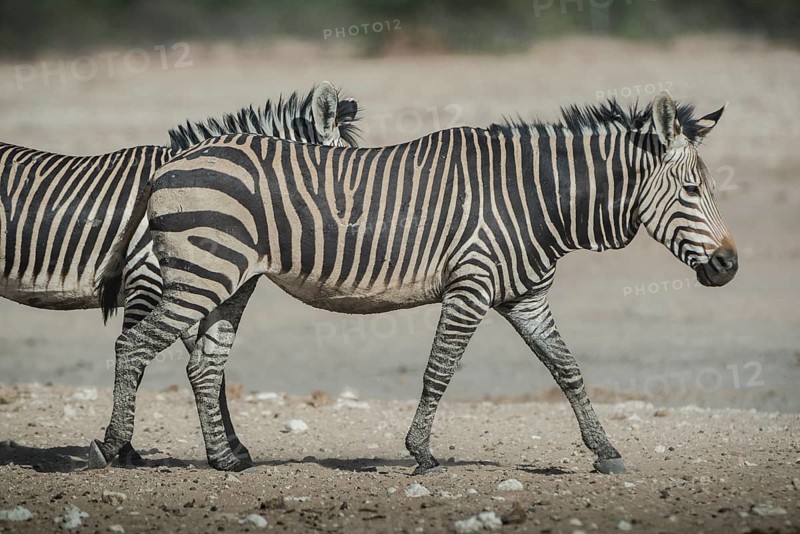 Hartmann's mountain zebra