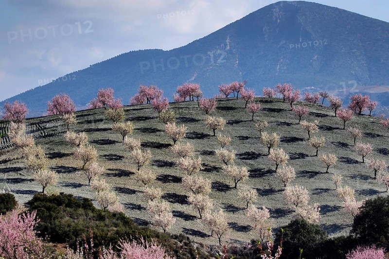 Several almond trees in blossom on mountain slope