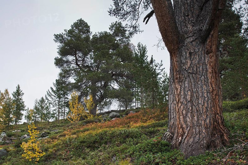Scots pine