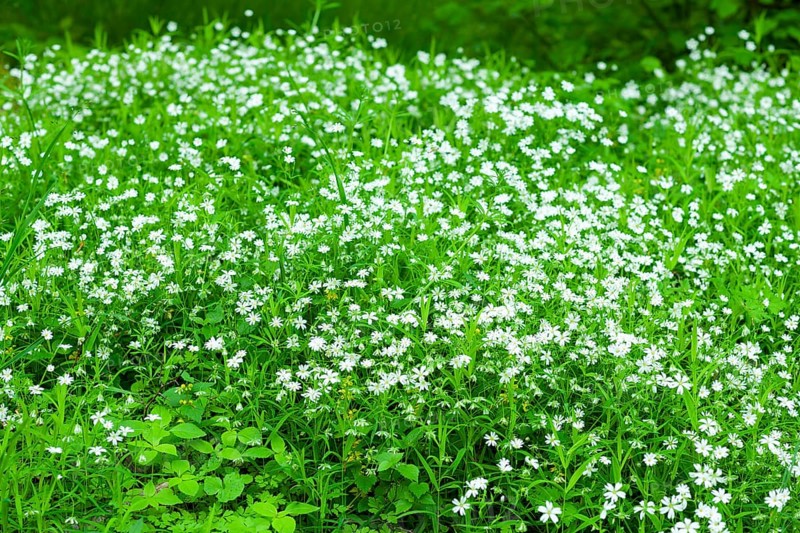 Greater stitchwort