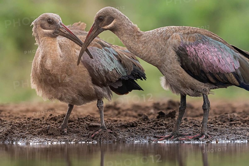 Hagedash Ibis