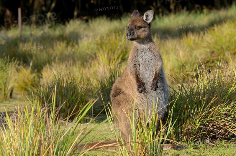 Kangaroo Island Kangaroo