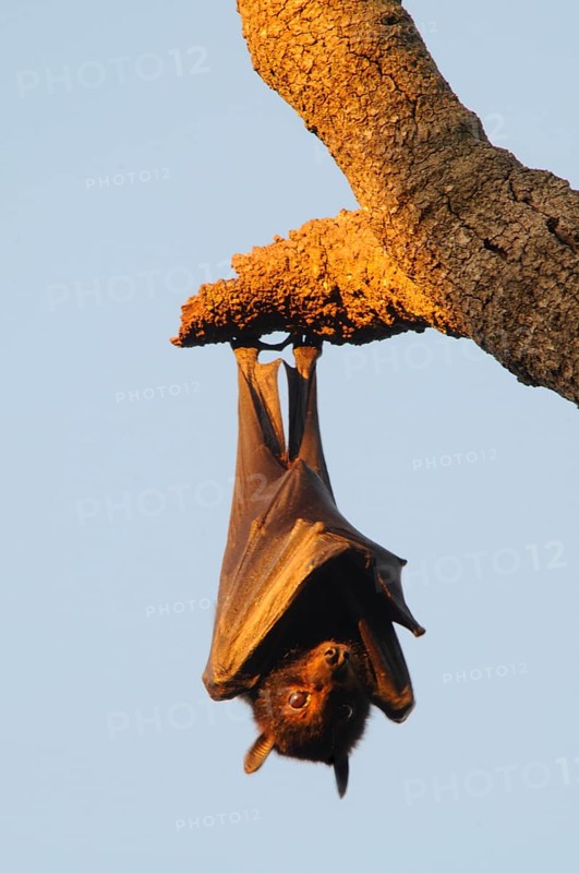 Grey-headed flying fox