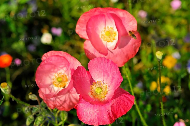 Pink or salmon-coloured flower of corn poppy hybrids
