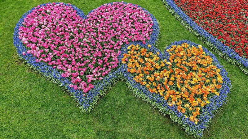 Two hearts