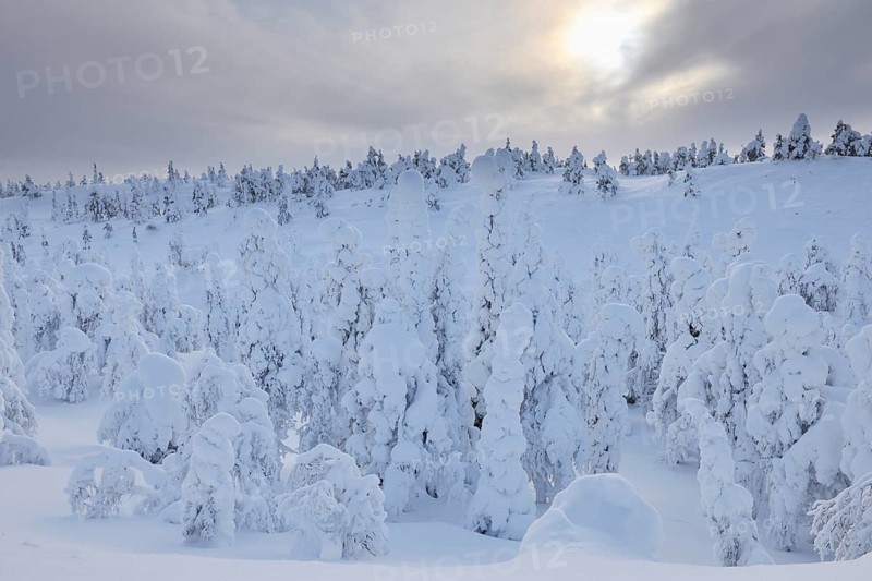 Snow covered trees