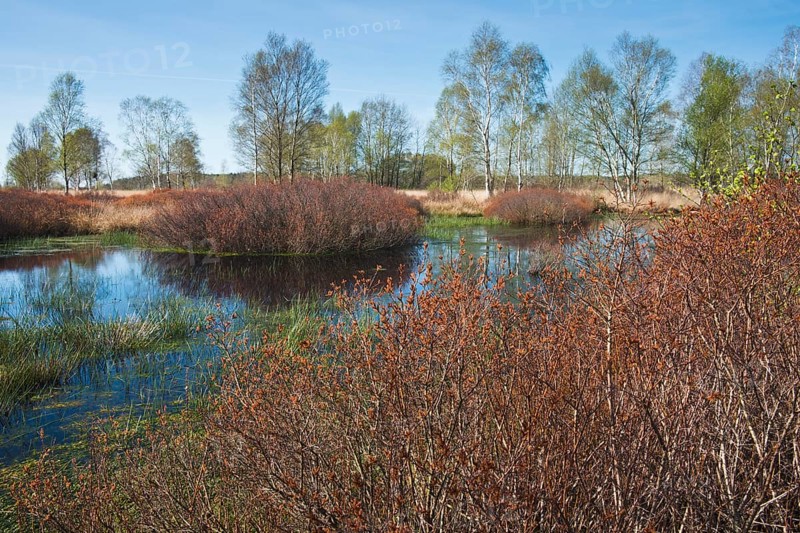 Bog myrtles