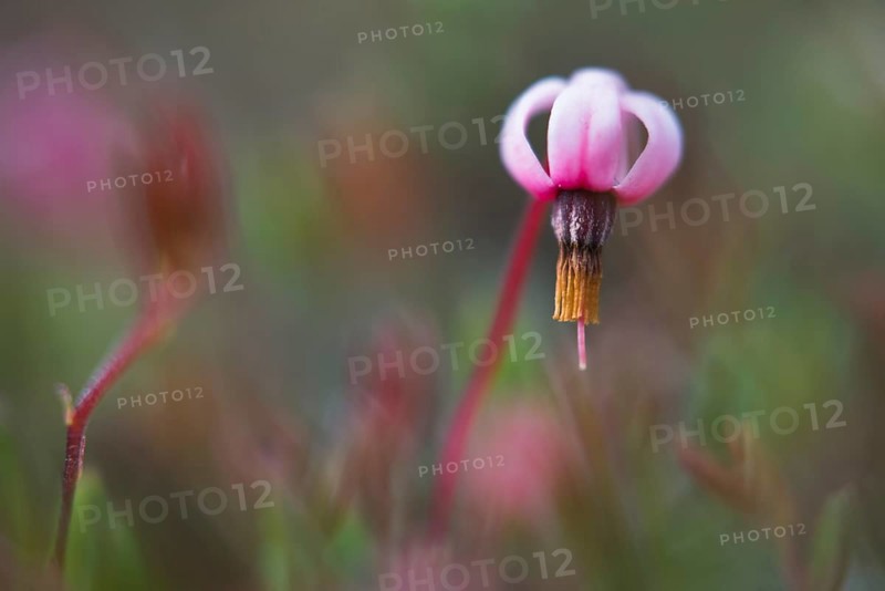 swamp cranberry