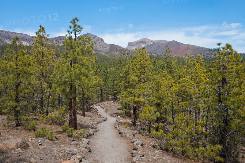 Hiking trail between canary island pines
