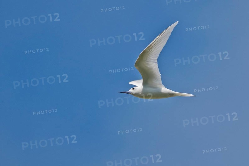 White tern