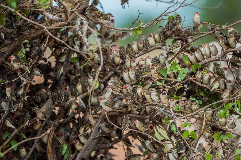 A mega flock of red-billed quelea