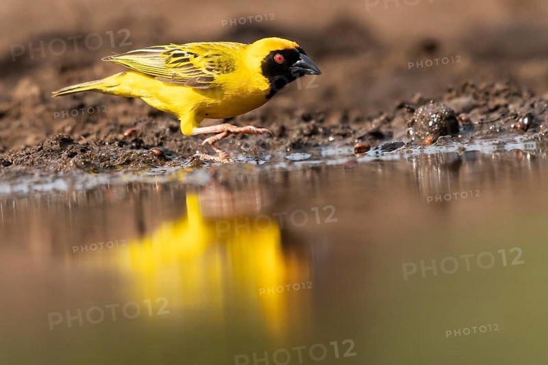 Southern masked weaver