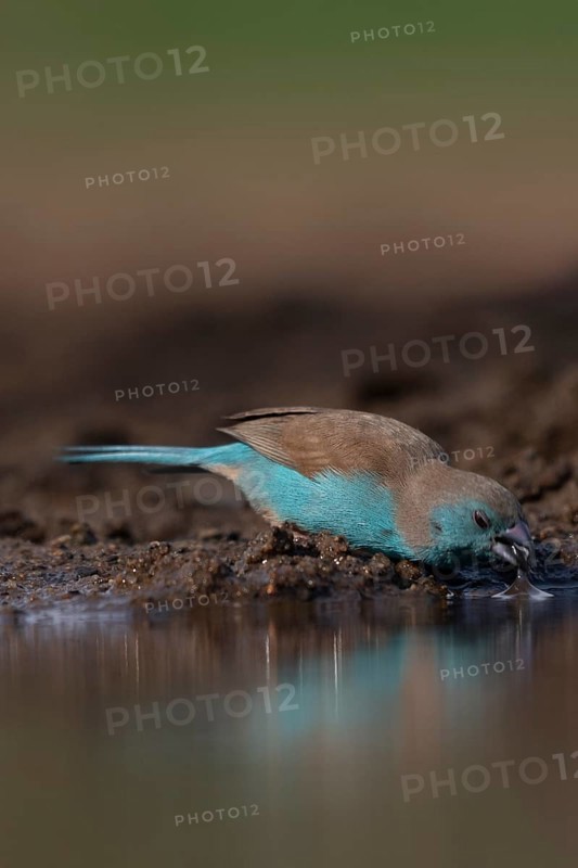 Blue waxbill