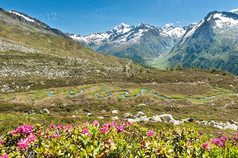 Rusty-leaved alpenrose