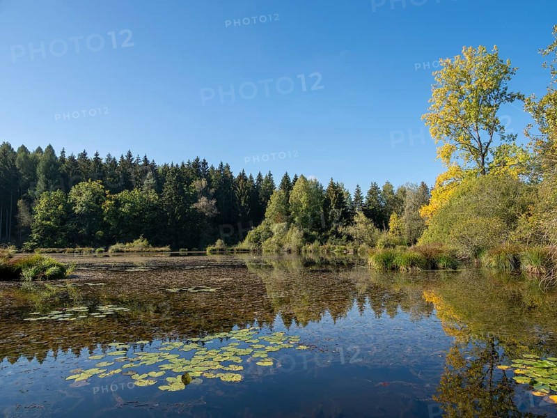 Quiet sunny autumn day at Dingelsdorfer Ried