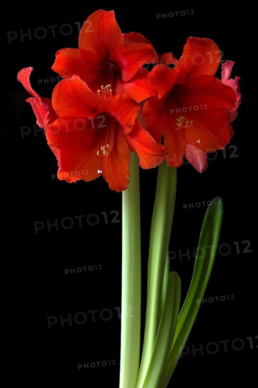 Amaryllis flowers