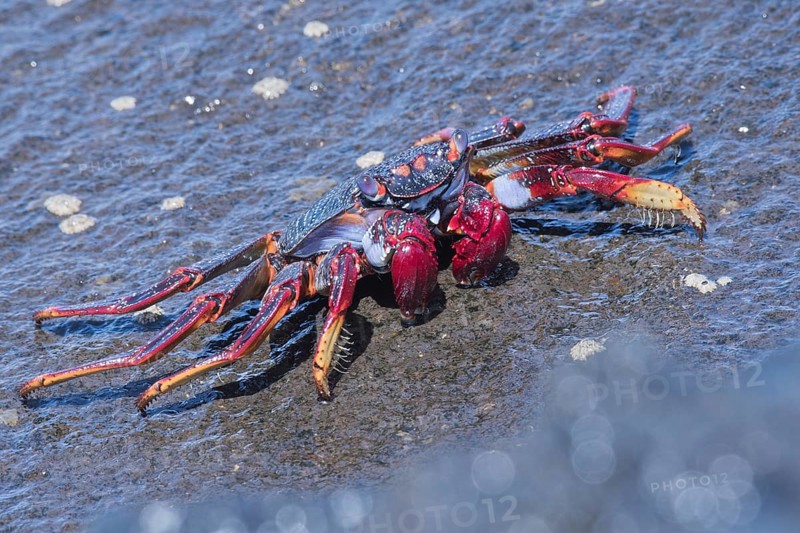 Red rock crab