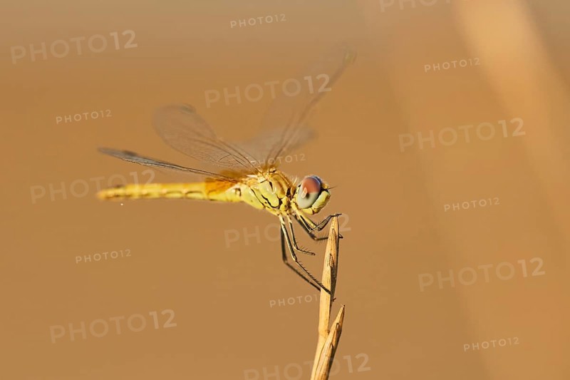 Red-veined darter
