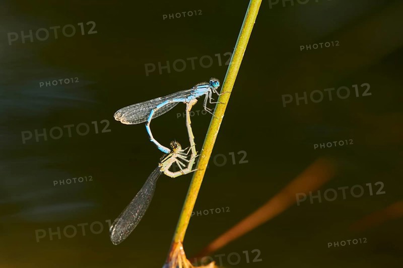 Azure damselfly
