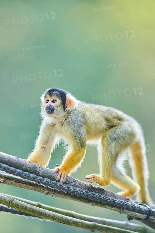 Common squirrel monkey
