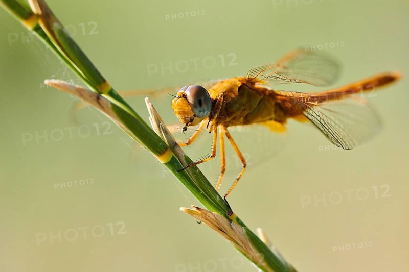 Red-veined darter
