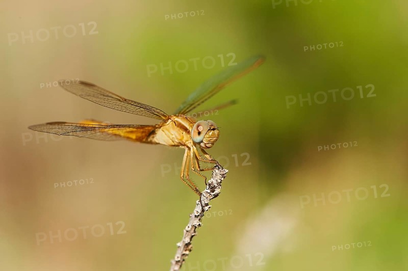 Red-veined darter