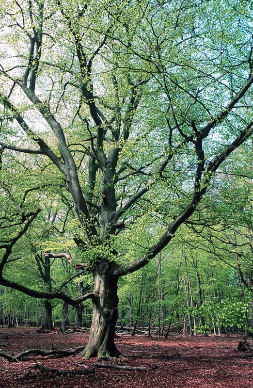 Darsswald