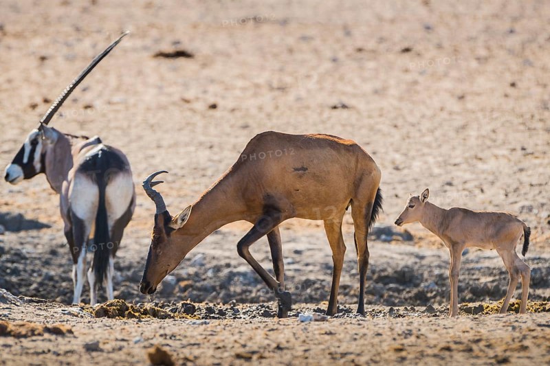 Red hartebeest