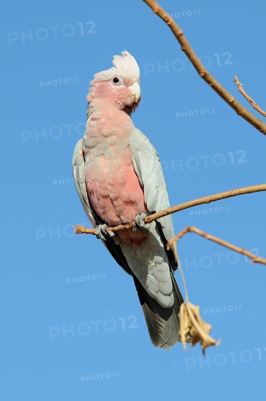 Pink Cockatoo