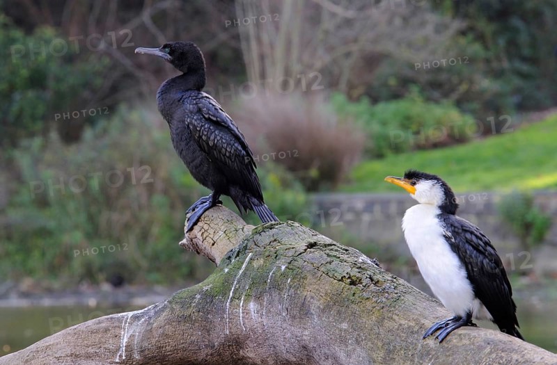 Little black cormorant