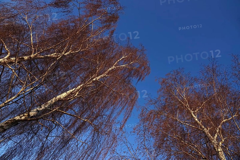 Trees