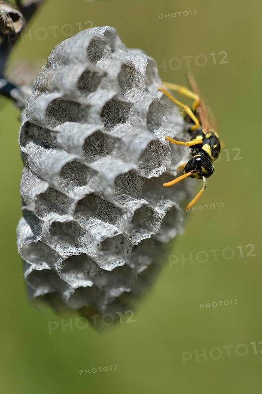 European paper wasp